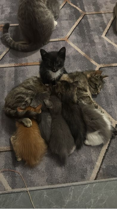Котята в добрые руки бесплатно