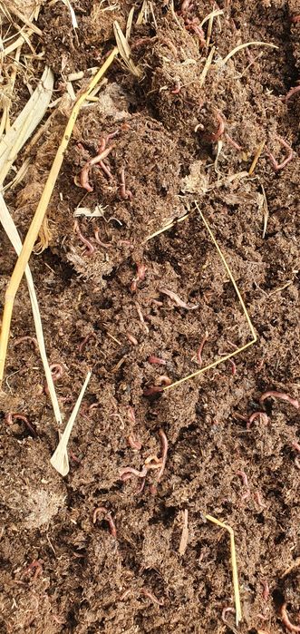 Калифорнийский черви