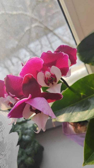 Орхидея фаленопсис Мишель.