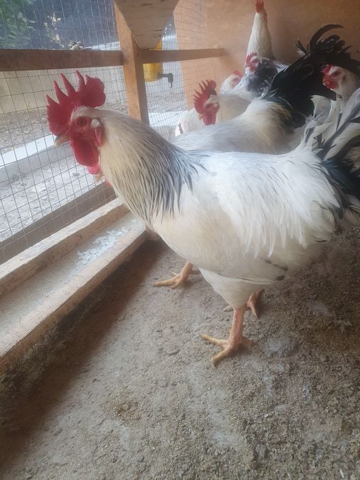 Adler serebro sotiladi