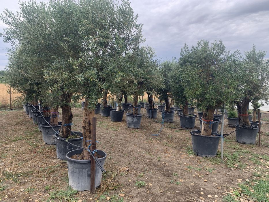 Maslin rezistent la -15