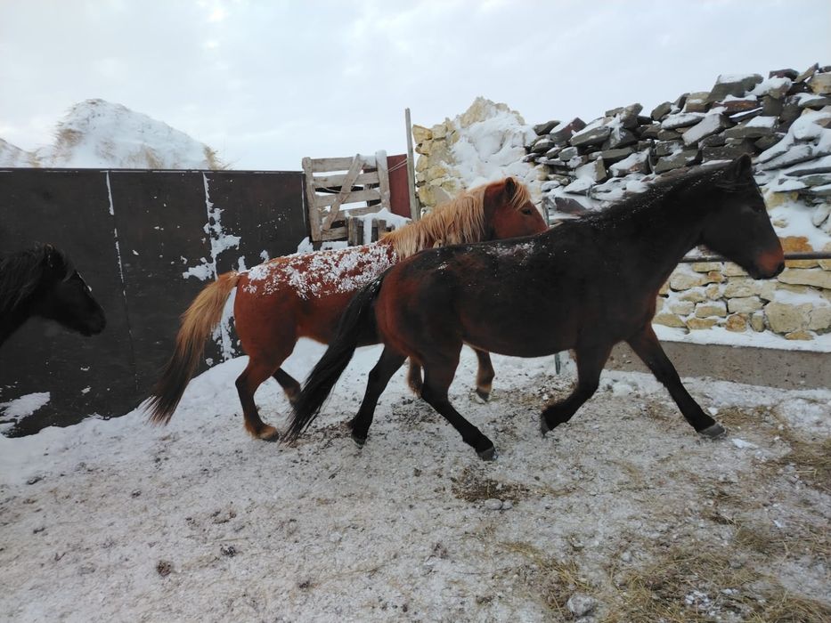 Оптом и в розницу Биелер Тайлар  на откөрме