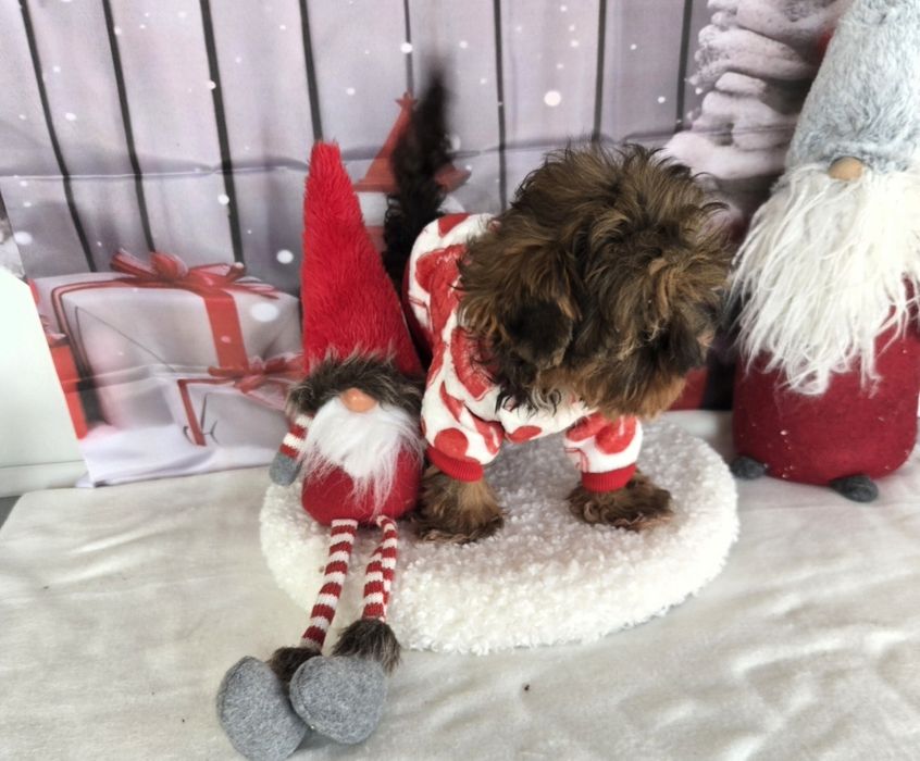 Йоркширски териер ,йорки мини момиче