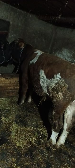 De vanzare 3 taurasi