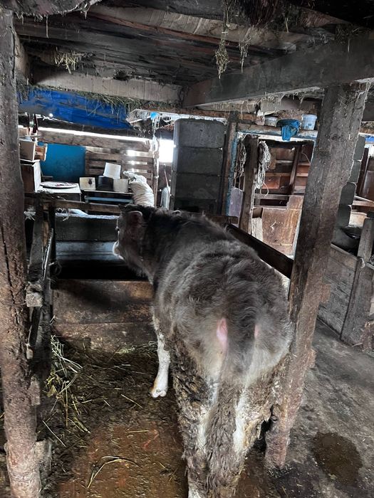 бұзау сатылады түрген ауылында