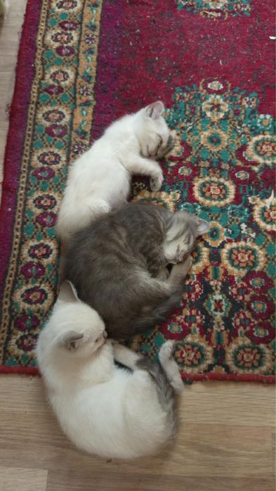 Отдам котят  в добрые руки даром