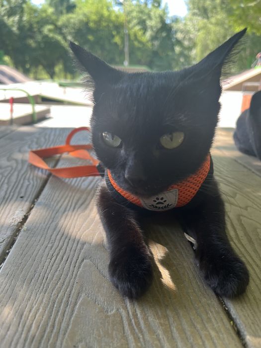 котенок спокойный