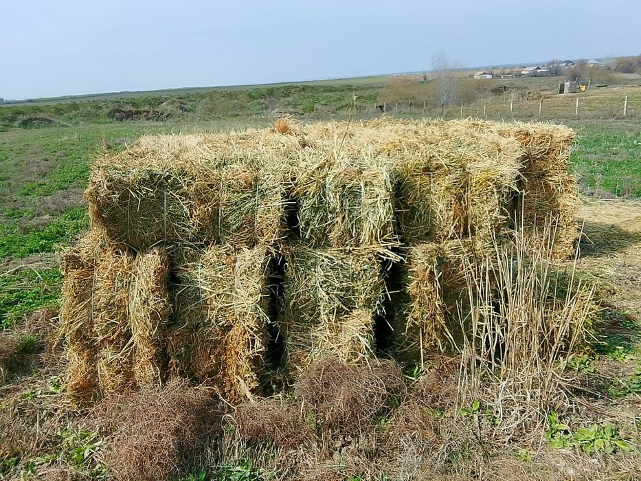 Шөп сатылады Жоңышқа мен аралас