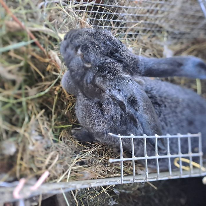 Продам больших кроликов