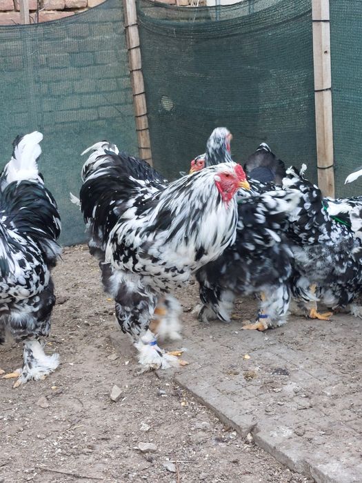 Разплодни яйца от