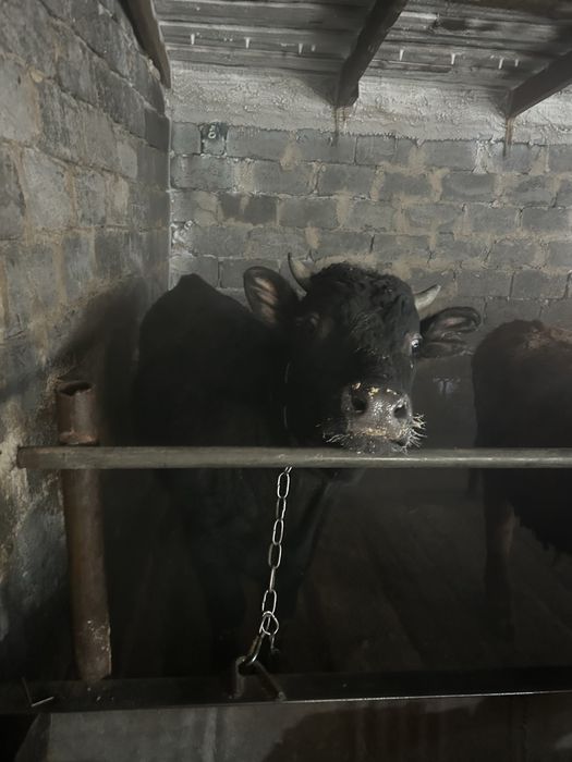 Продается бычки годовалые