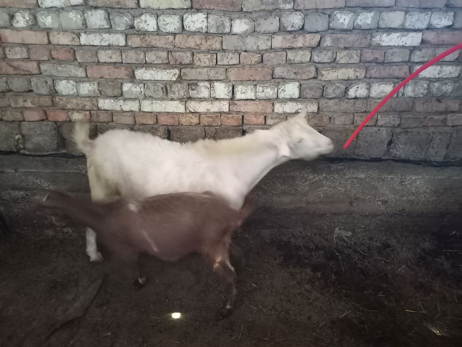 Тоза зотли така зудлик билан сотилади