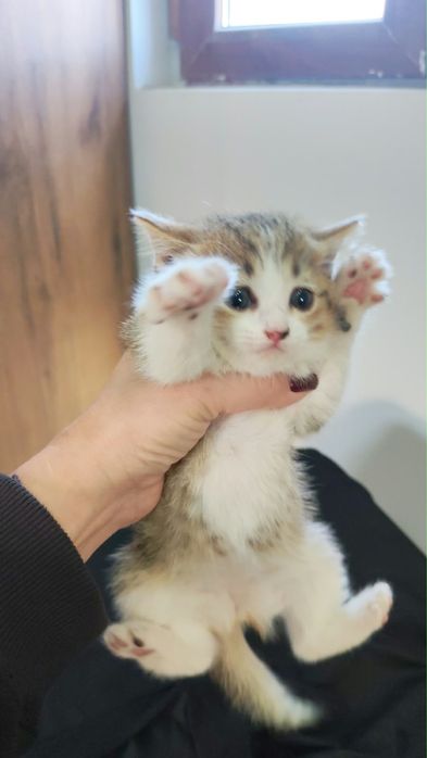 Котята. Отдадим в добрые руки