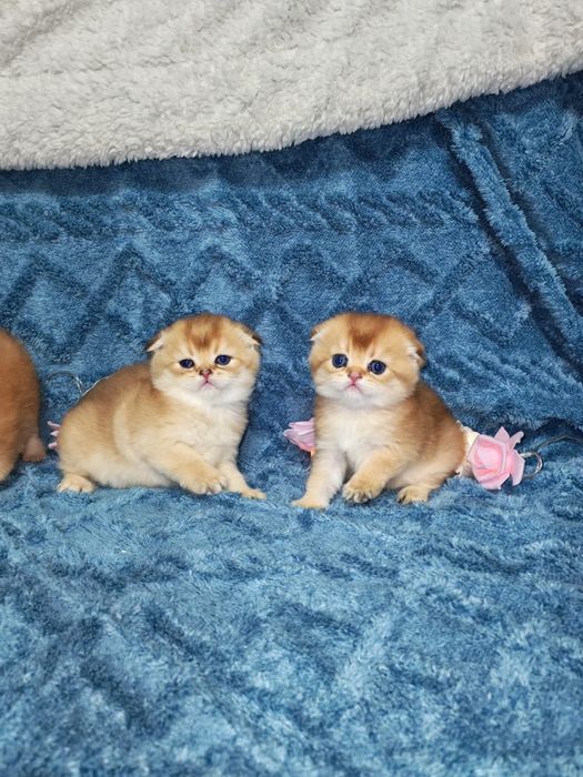 Золотая шиншилла котята