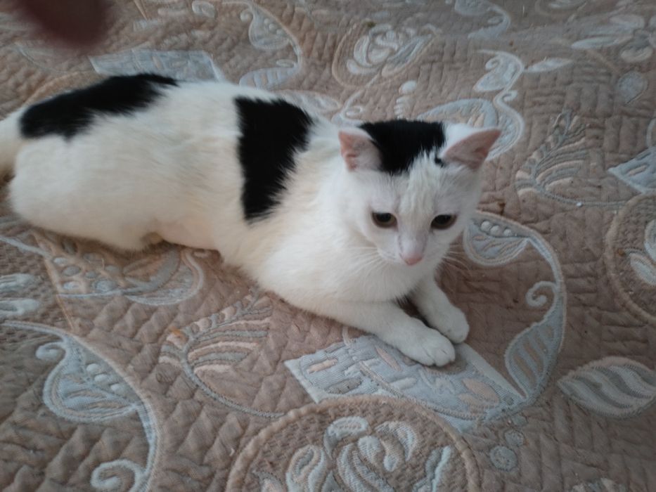 Пристраивается в добрые руки