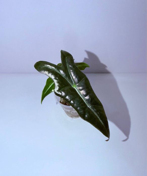 Алоказия, комнатные растения, комнатные цветы