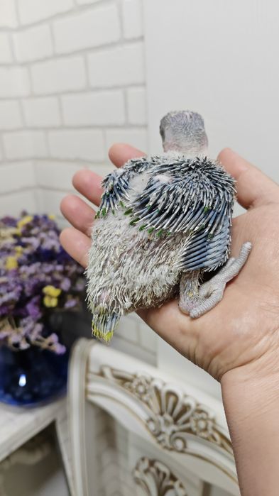 Продаётся птенец Александрийского прауная.