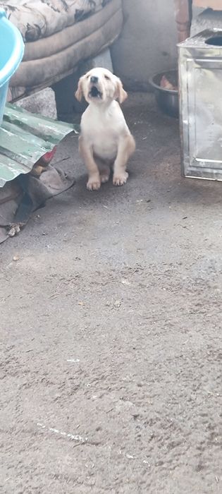 Тазы күшіктер 1 урғашы 1 Еркек