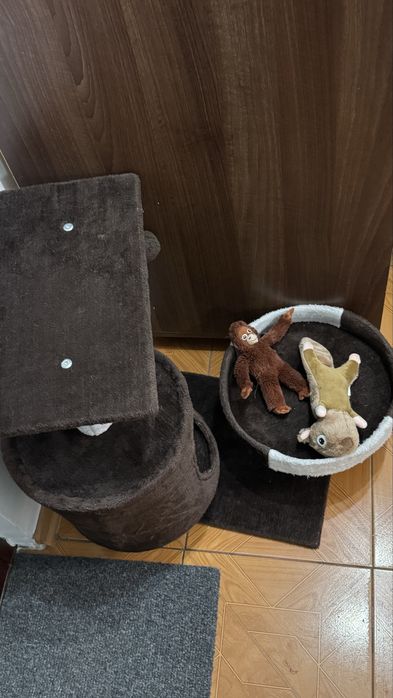 Ansamblu pisici asimetric