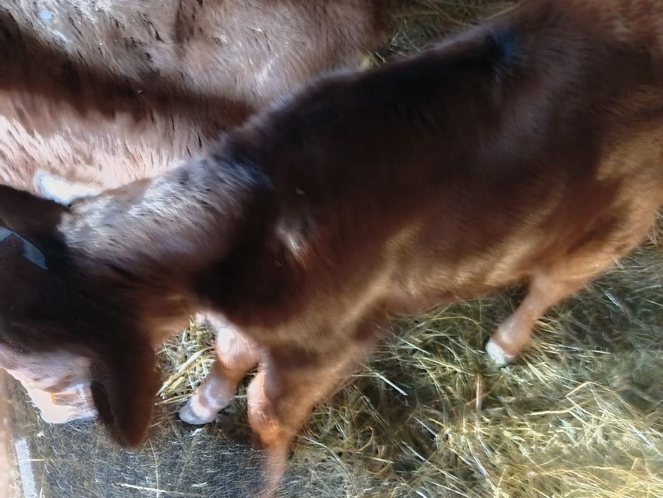 Продам телочку,недельная.