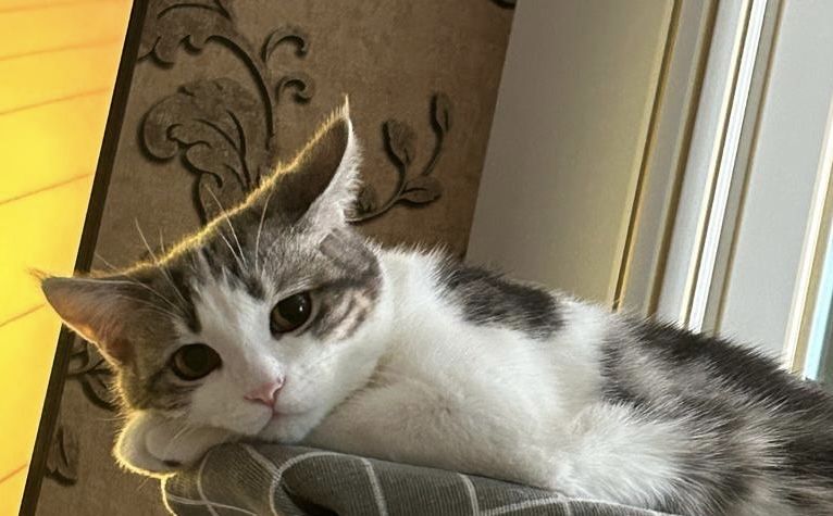 В добрые руки домашний котик