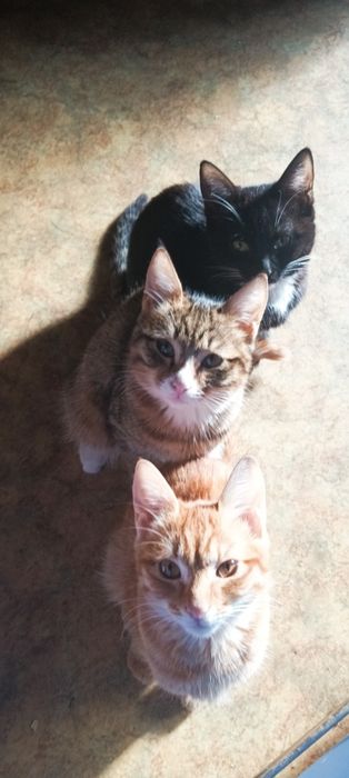 Котята бесплатно