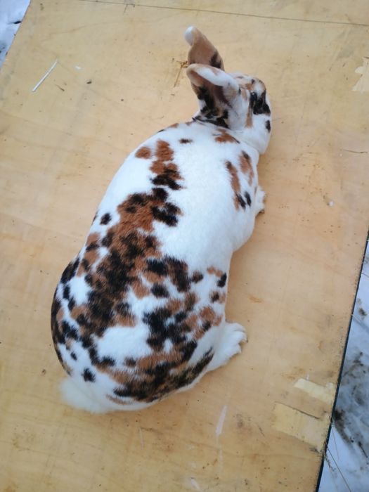 Iepurași Rex tricolor femele gestante cu pui după ele și masculi