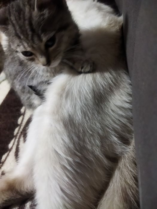 Отдам котенка в добрые руки