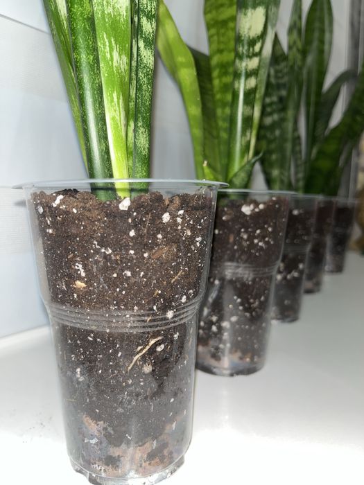 Цветы комнатные. Сансевиерия