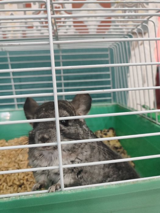 Шиншила срочно ..