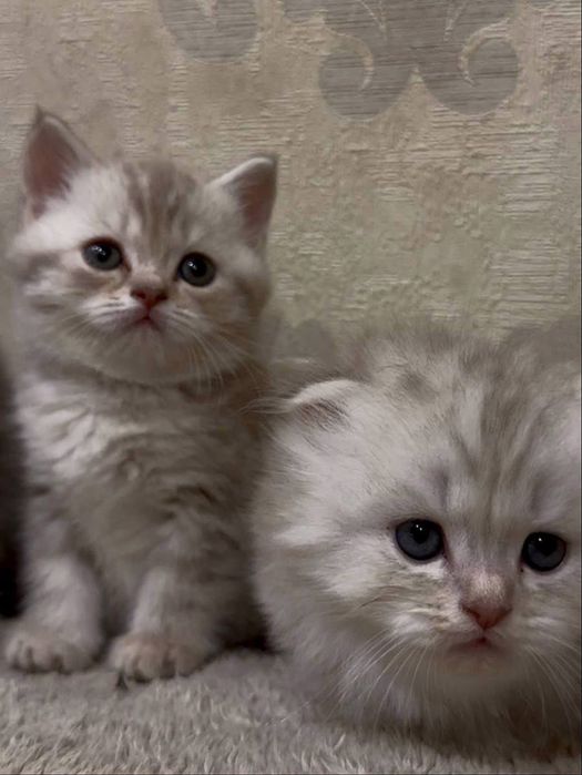 Шотланские котята