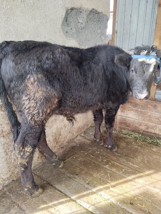 Бычки в хорошем состоянии