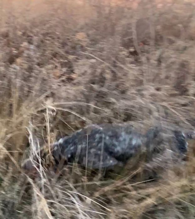 Продам кабеля дратхаара