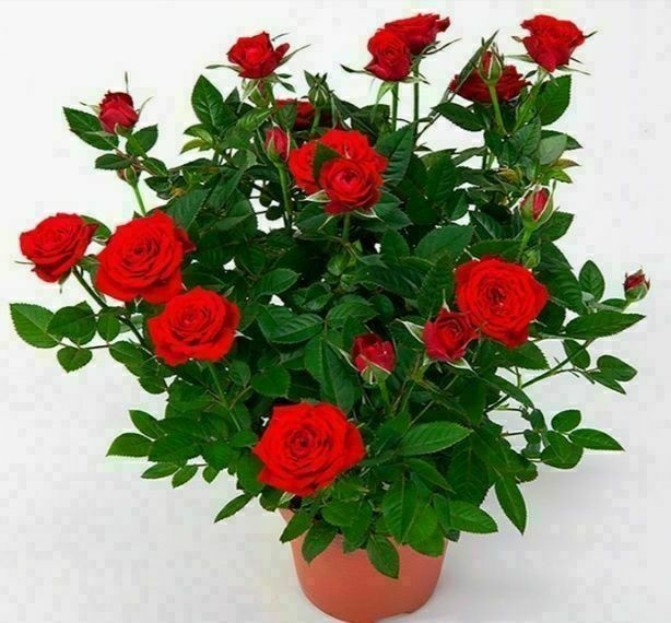 Продам комнатные цветы