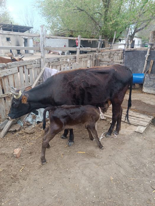 Бұзаулы сиырлар сатылады