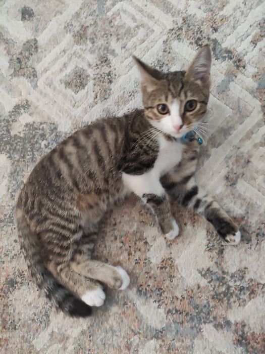 Котик ищет дом   .