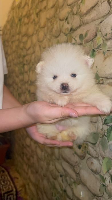 Pomeranian mini spitz