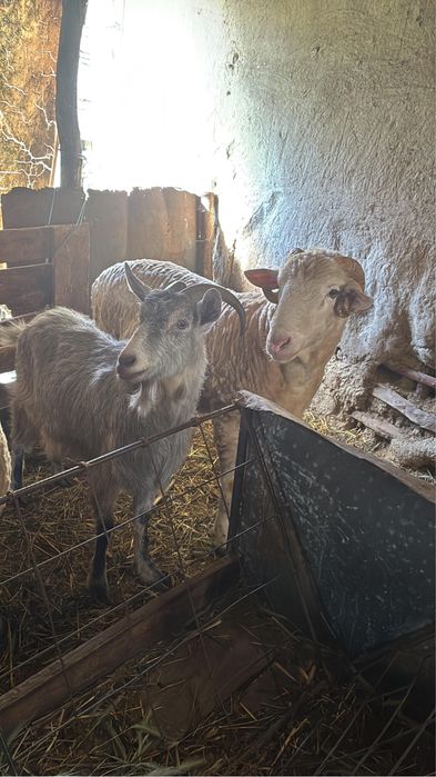 Capra de vanzare