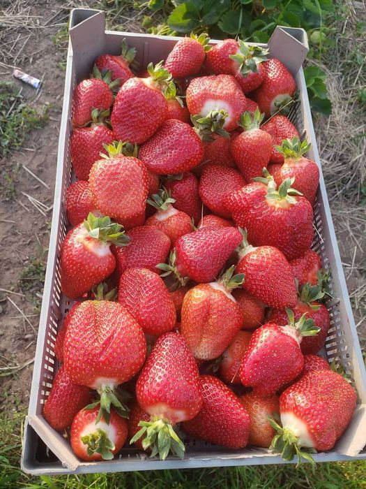 Разсад ягоди долна баня