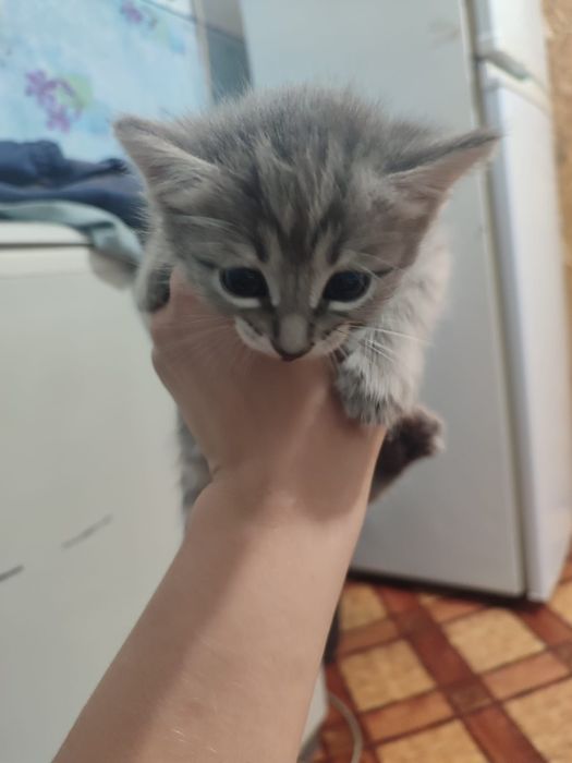 Котятки очень красивые