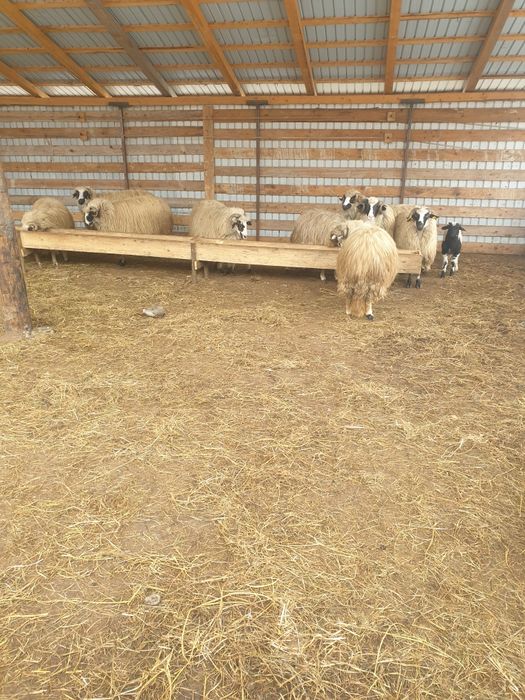 Oi de vânzare 14 Miori și un Berbec