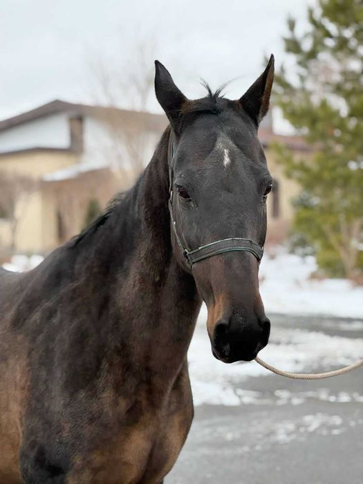 Продаётся лошадь