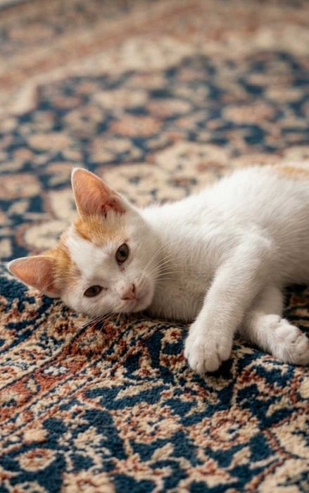 Кошки и котики в добрые руки