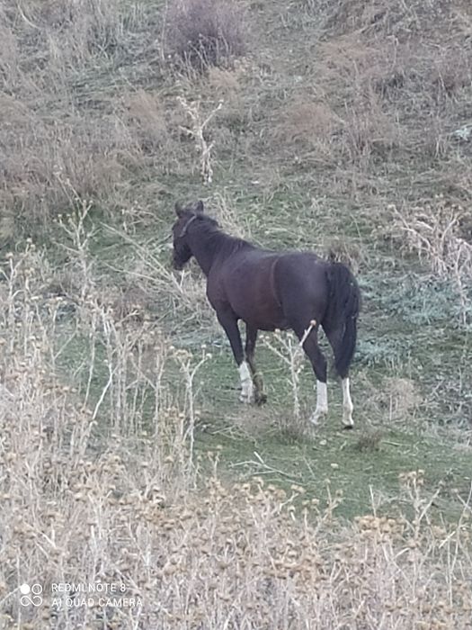 Продам Лошадей/ жылкы сатылады