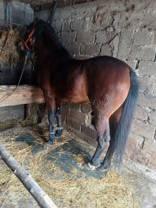 Vând noatin  de 2 ani