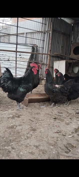 Джерси гигант жұмыртқасы сатылады, крупные