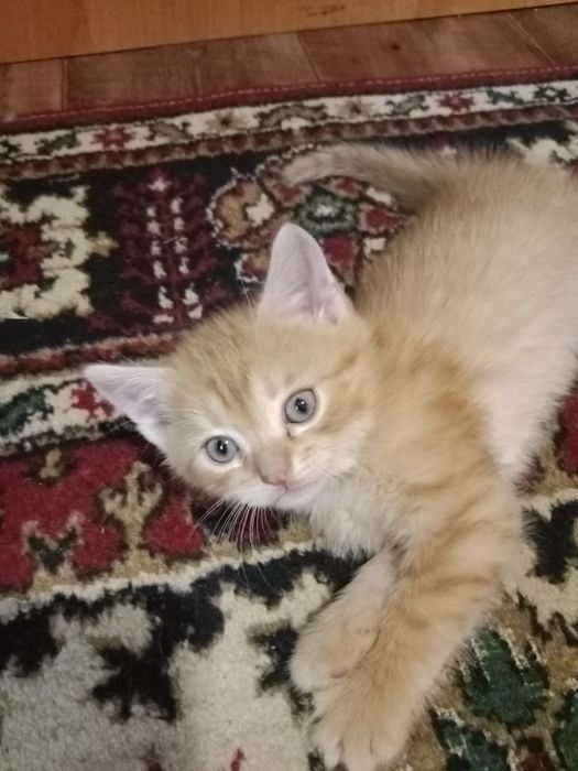 Отдам котят в добрые руки