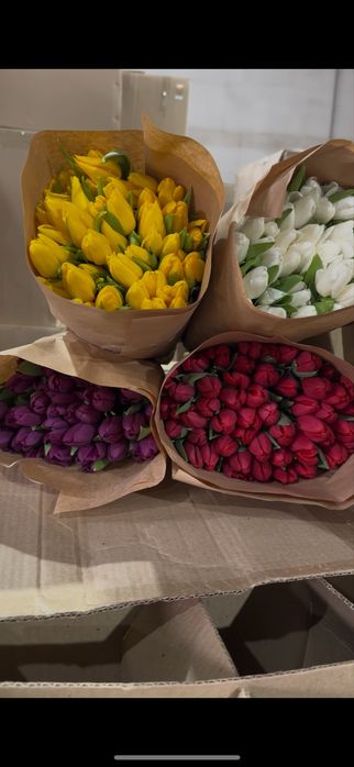 Тюльпаны предзаказ