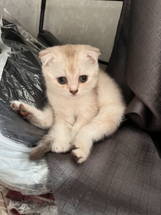 Продается породистый котенок
