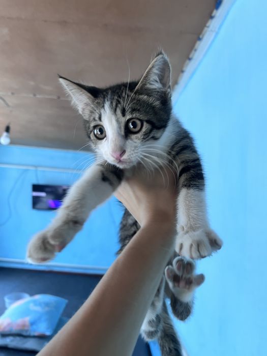 Котенок в добрые руки